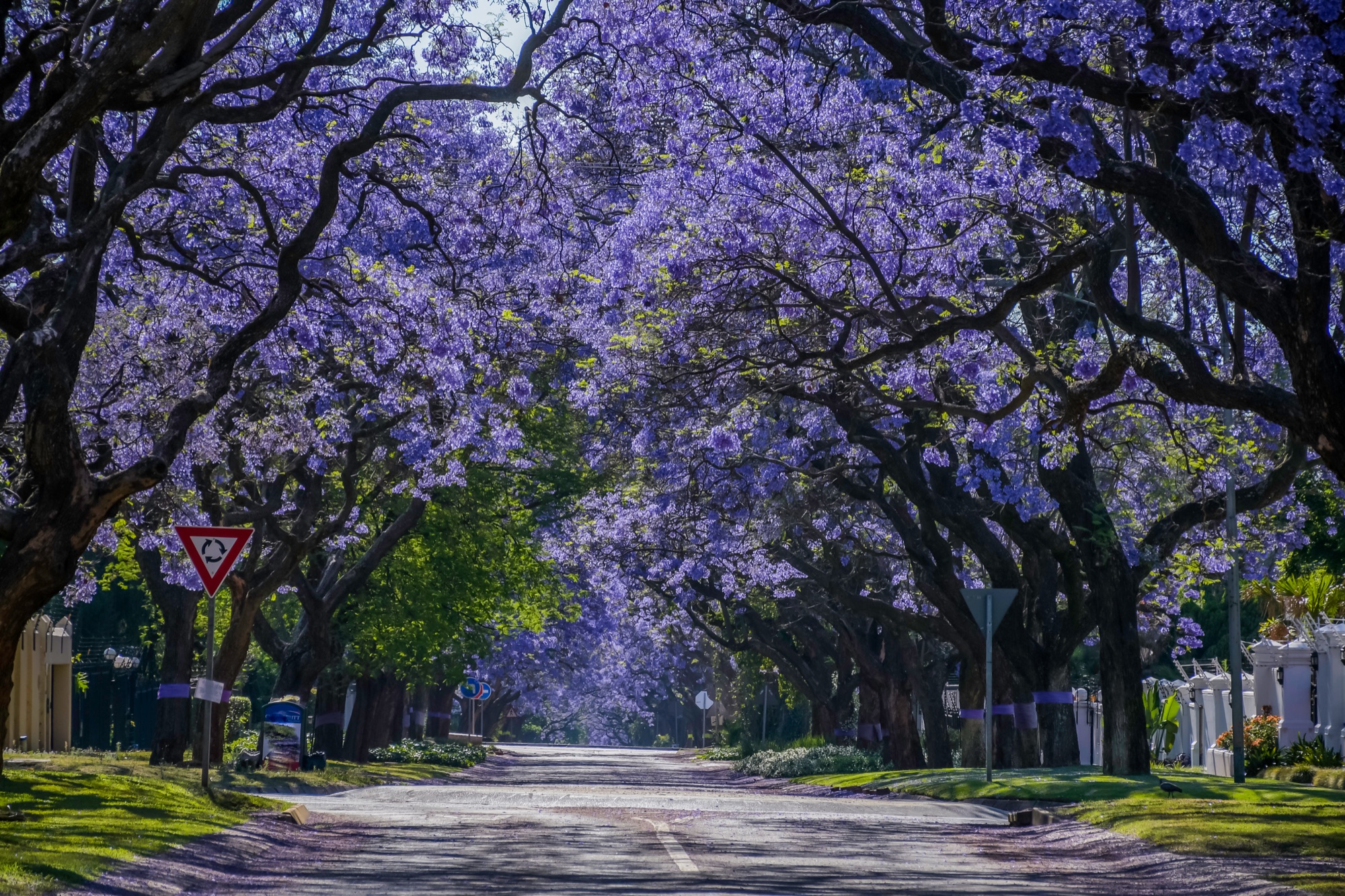A quiet morning in the northern suburbs